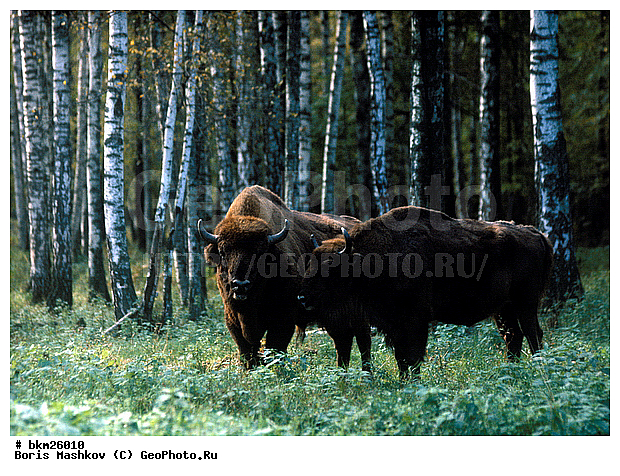 ����, ����, ����������, ��������-���������, �������������, �����, �����, XYZ, ���������, Bovidae, ����, ����������� ����, Bison bonasus