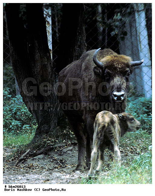 ����, ����, ����������, ��������-���������, �������������, �����, �����, XYZ, ���������, Bovidae, ����, ����������� ����, Bison bonasus