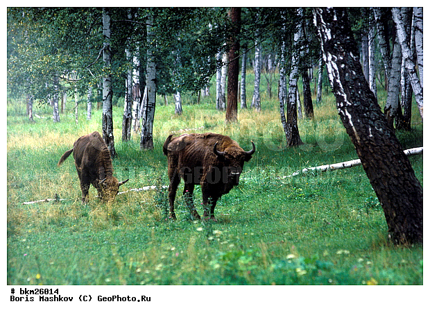 ����, ����, ����������, ��������-���������, �������������, �����, �����, XYZ, ���������, Bovidae, ����, ����������� ����, Bison bonasus