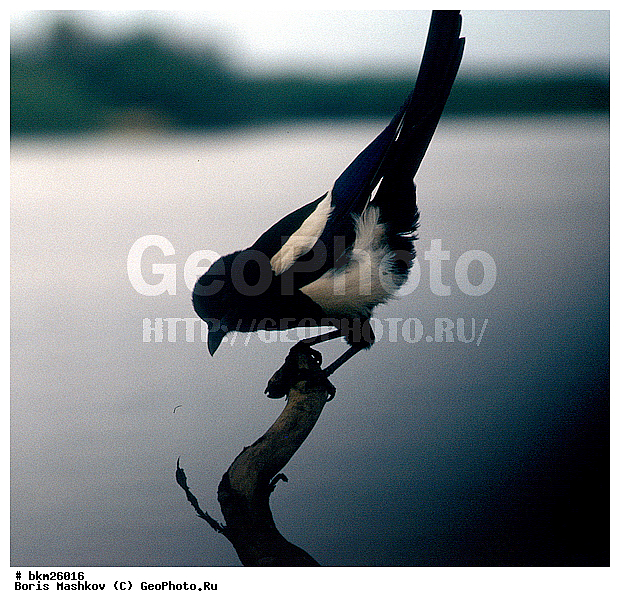 ����, ������, ����������, ��������-���������