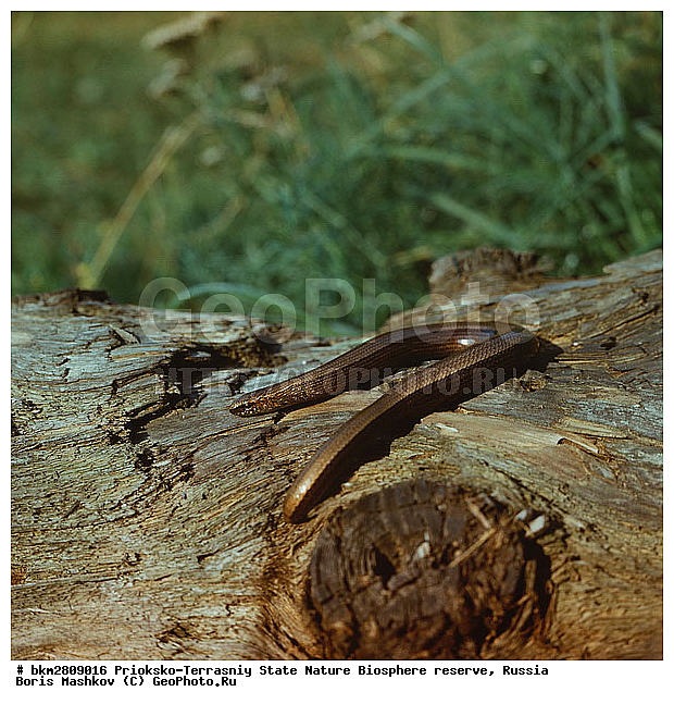 ��������-��������� ���������� ����������, ��������, ����������, ��������������