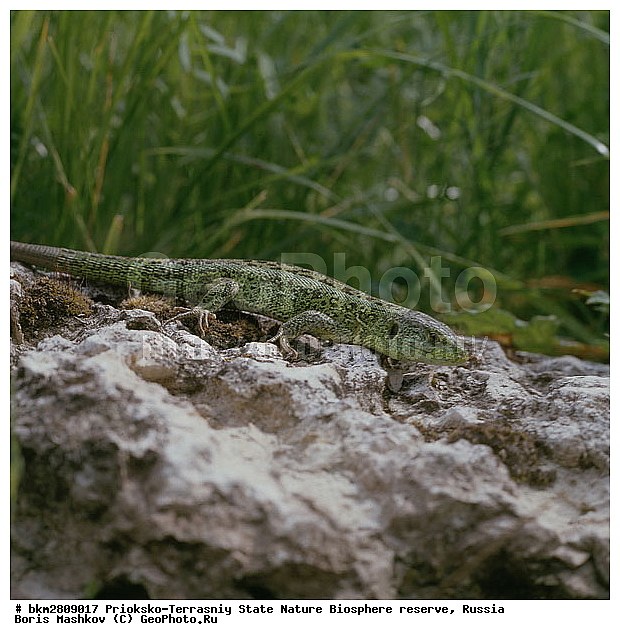 ��������-��������� ���������� ����������, ��������, ����������, ��������������