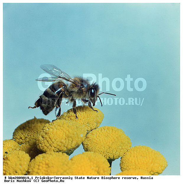 ��������-��������� ���������� ����������, ����������, ���������, ��������������, �������������, ��������������