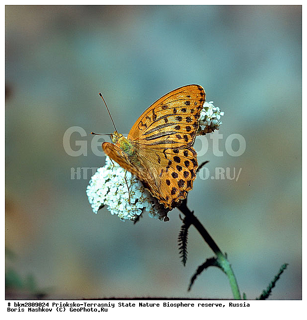 ��������-��������� ���������� ����������, ����������, ���������, ��������������, �������������, ��������������