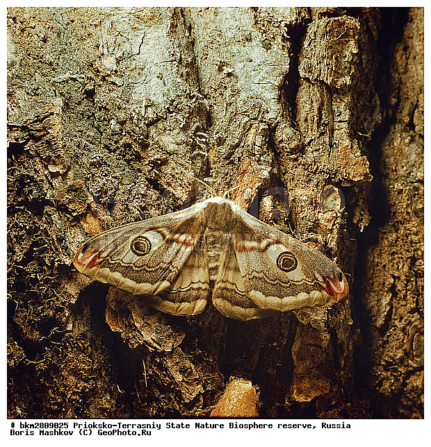 ��������-��������� ���������� ����������, ����������, ���������, ��������������, �������������, ��������������