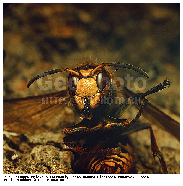 ��������-��������� ���������� ����������, ����������, ���������, ��������������, �������������, ��������������