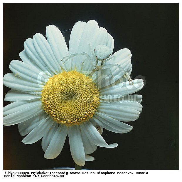 ��������-��������� ���������� ����������, ����������, ���������, ��������������, �������������, ��������������