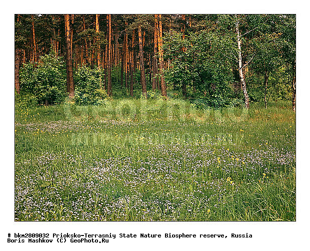 ��������-��������� ���������� ����������, ����������, ������