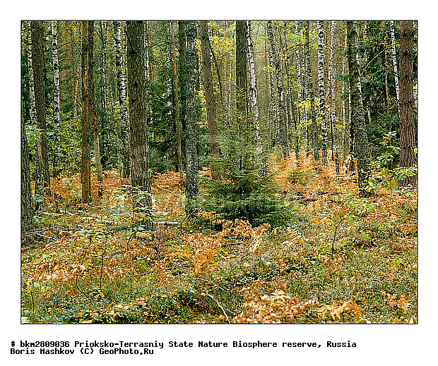 ��������-��������� ���������� ����������, ����������, ������