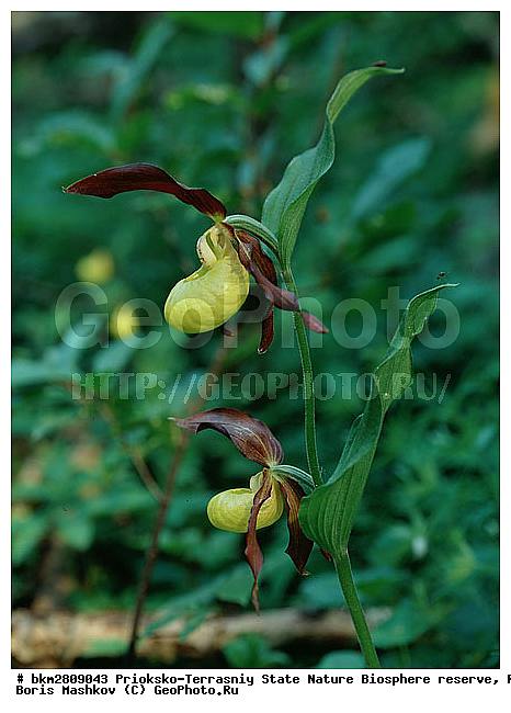 ��������-��������� ���������� ����������, ����������, ��������