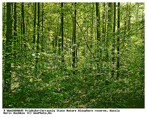 ��������-��������� ���������� ����������, ����������, ������