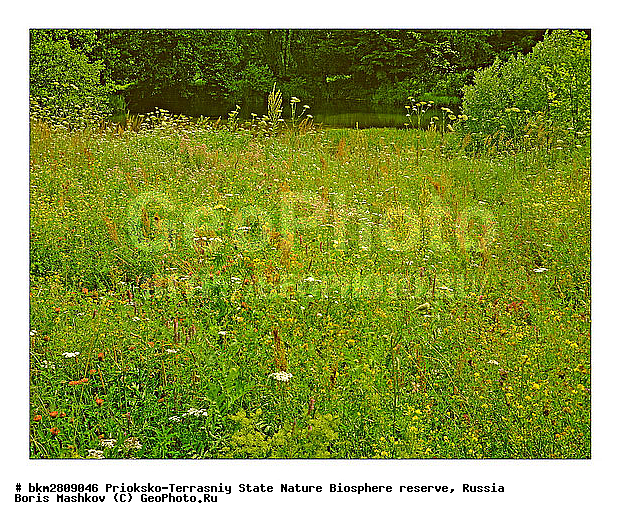 ��������-��������� ���������� ����������, ����������, ������