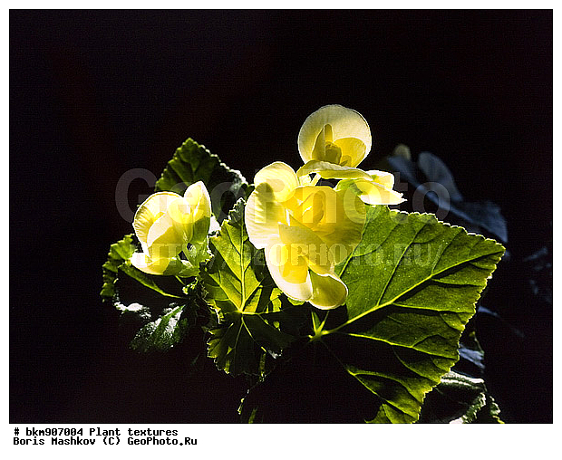 ������������ �������, ��������, ������, ��������, ������, ������ ���