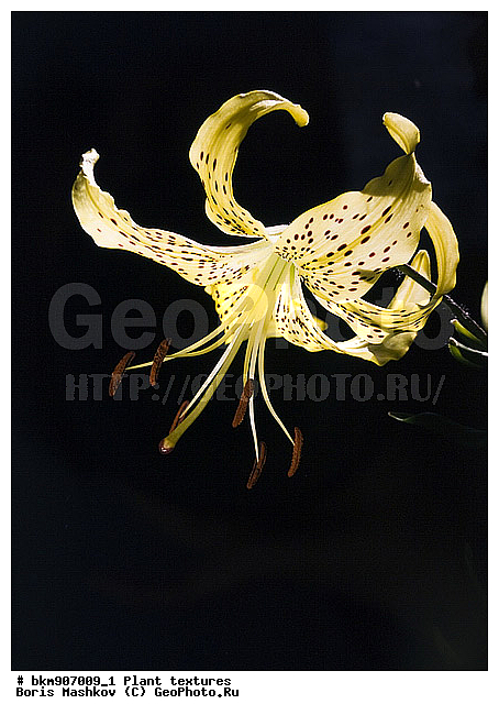 ������������ �������, �����, ��������, �������, ������, ������, ������ ���, ����������