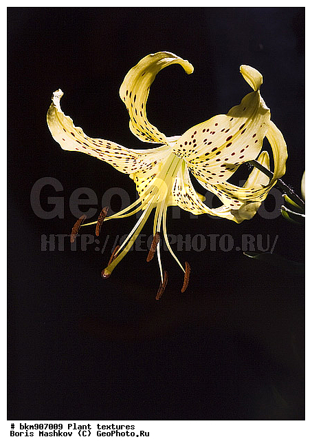 ������������ �������, �����, ��������, �������, ������, ������, ������ ���, ����������