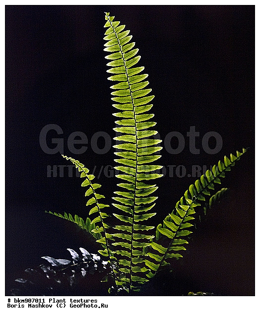 ������������ �������, �������, �����, ����������, ��������, ��������, ������ ���