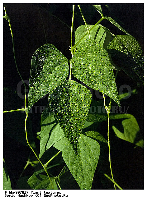 ������������ �������, �������, �������, �����, ��������, ������, ������ ���, �����