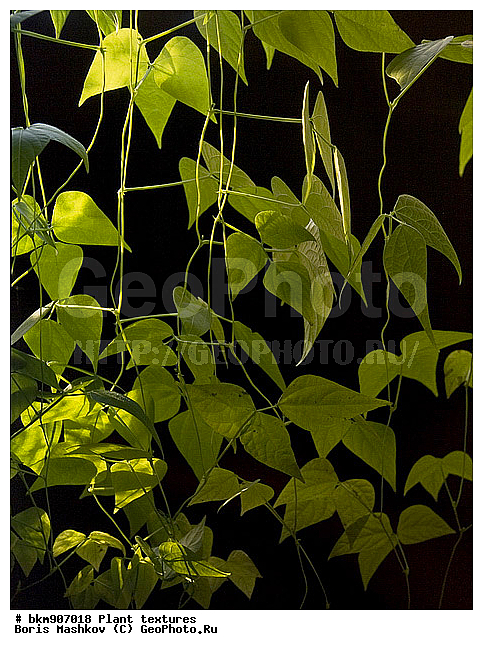 ������������ �������, �������, �������, �����, ��������, ������, �������, ������ ���, �����