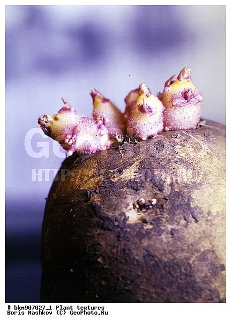 ������������ �������, ������, ������, ���������, ��������, �������, �����, ����������, �����������, ��������, ��������, ���������