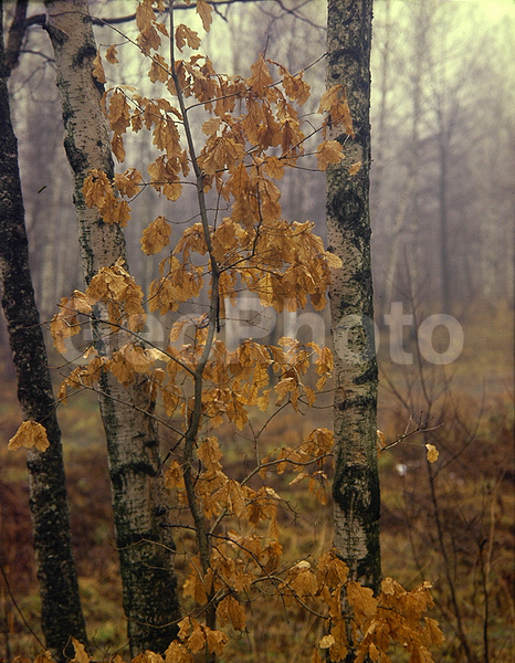 9x12, ���������, ������������� ������, ������, �������, �����, �������, �����, ������� ������