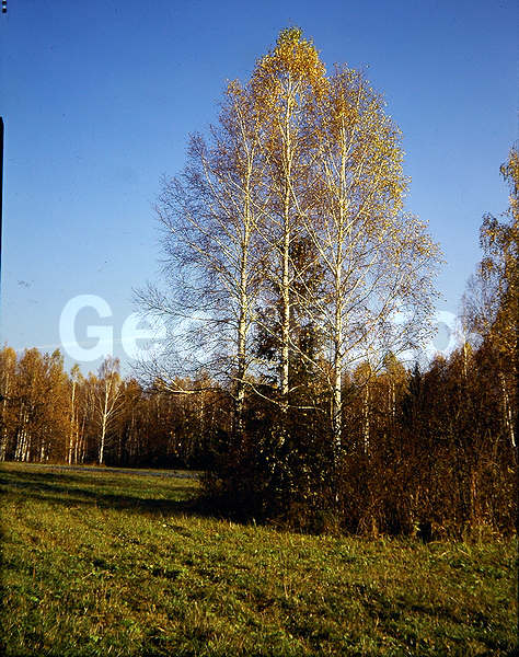 9x12, ���������, ������������� ������, ������� ������