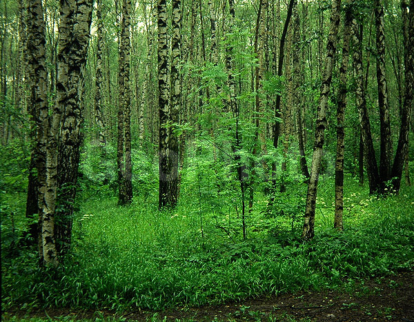 9x12, ���������, ������������� ������, ���, ������� ������