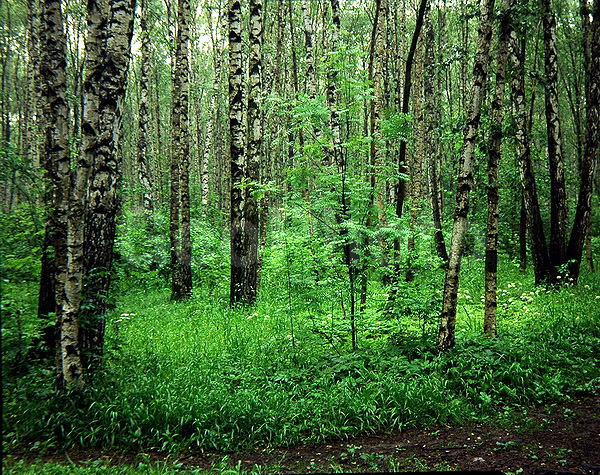 9x12, ���������, ������������� ������, ���, ������� ������