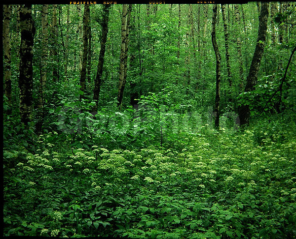 9x12, ���������, ������������� ������, ���, ������� ������