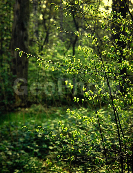 9x12, ���������, ������������� ������, ���, ������� ������