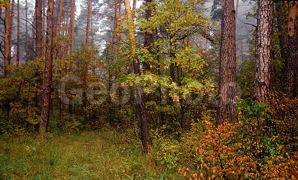 9x12, ���������, ������������� ������, ������� ������