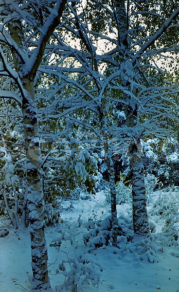 9x12, ���������, ������������� ������, ������� ������