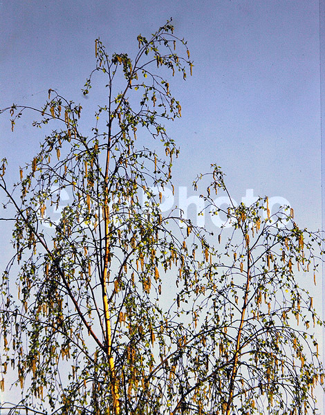 9x12, ���������, ������������� ������, ���, ������� ������