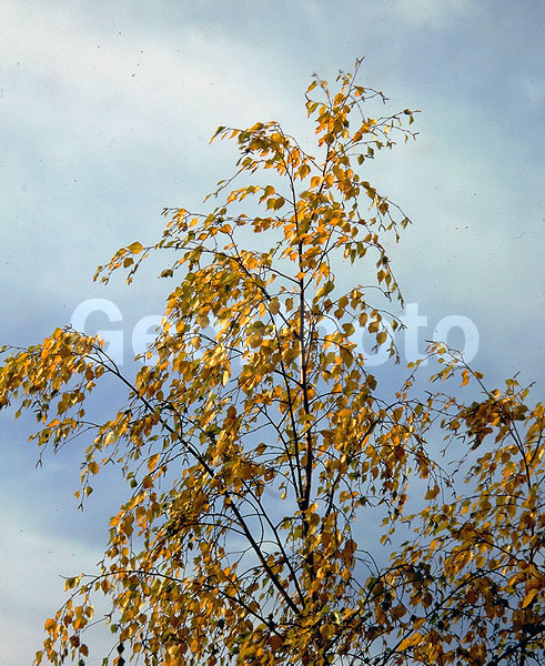 9x12, ������, ���������, ������������� ������, �������, �����, ������� ������