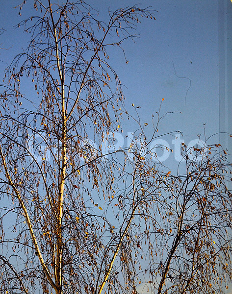 9x12, ���������, ������������� ������, ������, ������, ������� ������