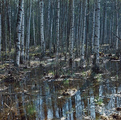 6�6, ������, ������� ����, ���������, ����������, ��������, �������, ������