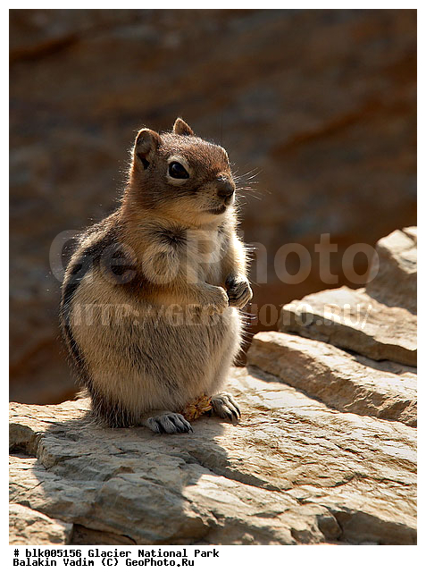 Eutamias amoenus, Yellow pine chipmunk, �������, ���� ��������, ���, ��������, ������, �������