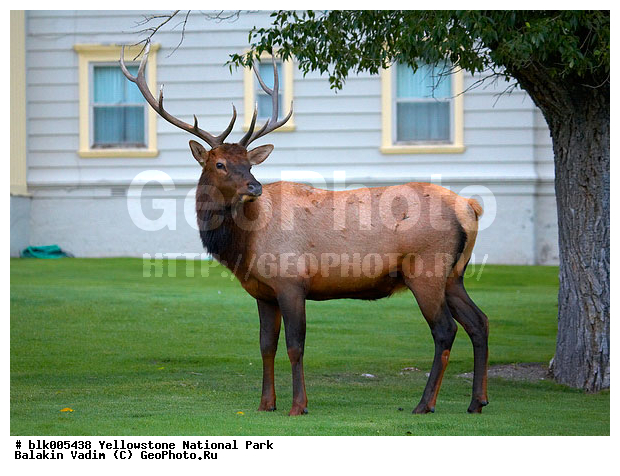 ������, �������, ��������, �����������, ��������������� ������������ ����, �������, ���, �������� �������, �������, ����, ��������, ��������, �������������, �������������, �����, �����, XYZ, ��������, ������, Cervidae, Cervus elaphus, Cervus canadensis