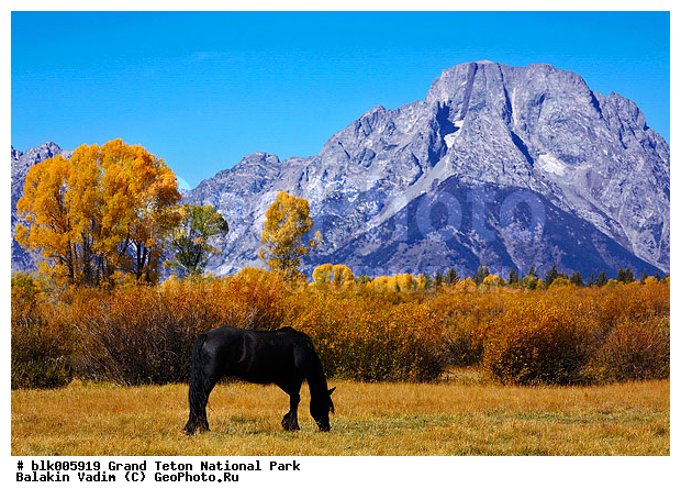 �������, ��������, ����� �����, ����� ����� ������������ ����, ���, �������� �������, ����, ����, ������, ������, ������������ ����, ������� ������, �����, ����, ��������, ��������, �������������, �������������, �����, �����, XYZ, ���������, Equidae, �������� ������, Equus ferus caballus, ��������, ��������, �������������, �������������, �����, �����, XYZ, ���������, Equidae, �������� ������, Equus ferus caballus