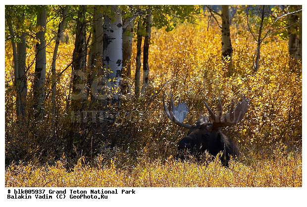 Alces alces, �������, ��������, ����� �����, ����� ����� ������������ ����, ���, �������� �������, ����, ������������ ����, �����, ����? �������������, �����, �����, XYZ, ��������, ������, Cervidae, ����, �������, Alces alces, ��������� ����, Alces alces shirasi