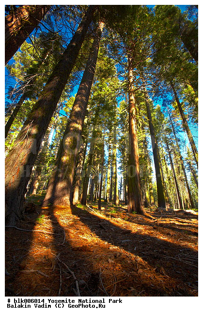 �������, ��������, ����������, ������������ ����, ���, �������� �������, ������, ���, �������, ����, ����, �������, ����