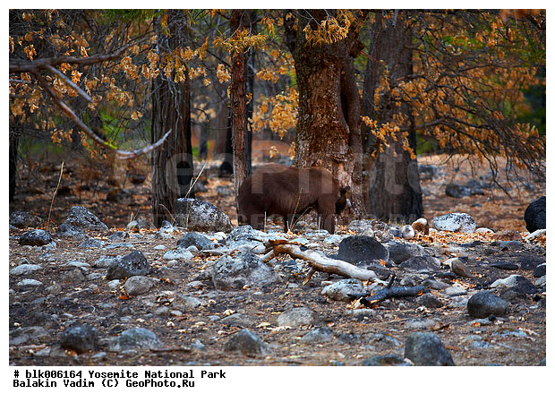 �������, �������, ��������, ����������, ������������ ����, ���, �������� �������, ������ �������, �������, �������, ����, ������, �������������, �����, �����, XYZ, ��������, Ursidae, �������, ׸���� �������, Ursus americanus altifrontalis, �������������, �����, �����, XYZ, ��������, Ursidae, �������, ׸���� �������, Ursus americanus altifrontalis, �������, ������