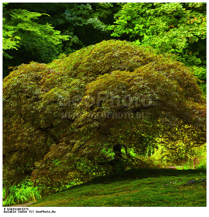 ������, ��������, ���, �������� ���, ������, ����, ����������� ������, ������� ������, �����