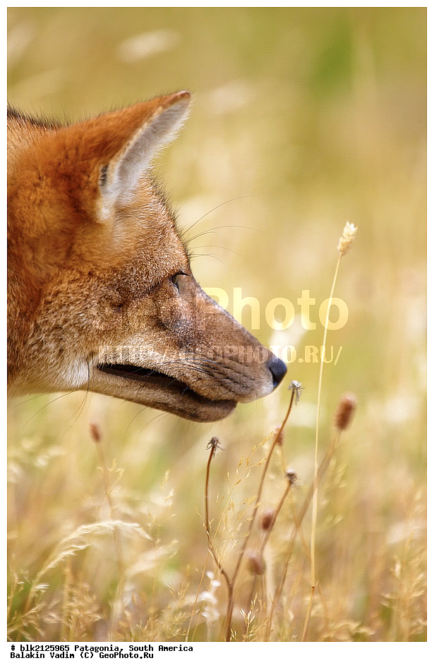 ���������, ����� �������, ��������, ��������, �������������, �������������, �����, �����, �������, ������, XYZ, ������, �������, ������, Canidae, ������� ������, Lycalopex culpaeus, Pseudalopex culpaeus, ���������, ����, ���������