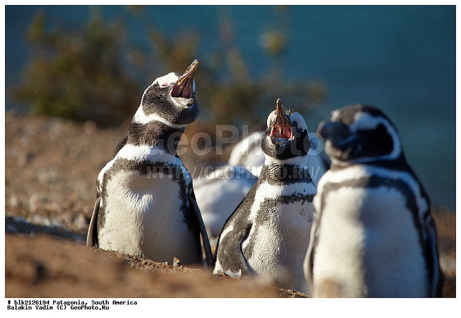 ���������, ����� �������, ����, ���������, ���������, ����� �������, ��������, ��������, �����, �����, ��������, �����������, ������� �����, ������� �����, XYZ, �����������, ��������, Spheniscidae, ���������� �������, ������������ �������, Spheniscus magellanicus