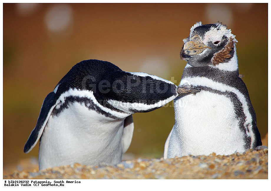 ���������, ����� �������, ����, ���������, ���������, ����� �������, ��������, ��������, �����, �����, ��������, �����������, ������� �����, ������� �����, XYZ, �����������, ��������, Spheniscidae, ���������� �������, ������������ �������, Spheniscus magellanicus