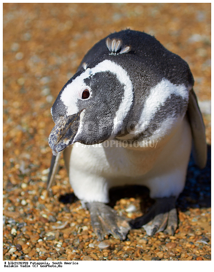 ���������, ����� �������, ����, ���������, ���������, ����� �������, ��������, ��������, �����, �����, ��������, �����������, ������� �����, ������� �����, XYZ, �����������, ��������, Spheniscidae, ���������� �������, ������������ �������, Spheniscus magellanicus
