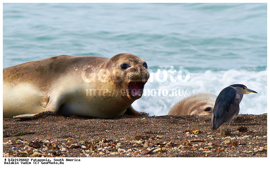 ���������, ����� �������