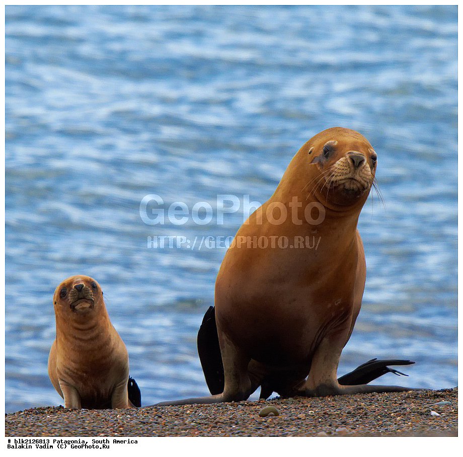 ���������, ����� �������