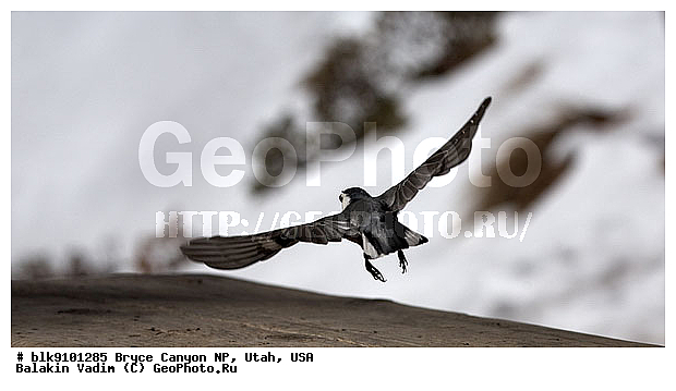 �����, ���, ������, ������������ ����