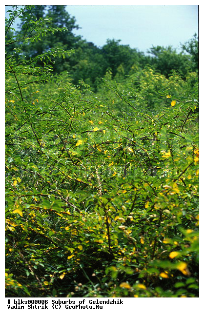 ���������, ����������� ����������, ������������ ���������, ������ ����